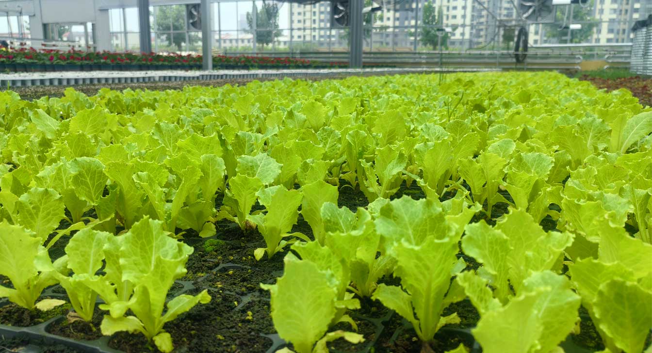 自治區(qū)綠色優(yōu)質果蔬展銷中心psd-恢復的_27.jpg 自治區(qū)綠色優(yōu)質果蔬展銷中心psd-恢復的_27.jpg