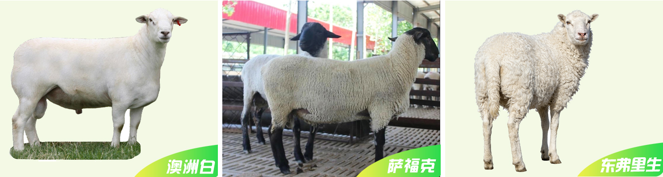 1、種羊網(wǎng)頁_07.jpg