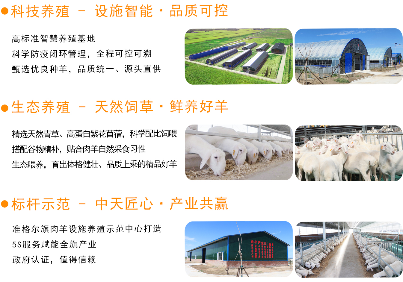 1、種羊網(wǎng)頁_09.jpg